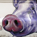 The pig eats everything