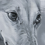 Galgos